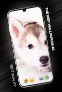 Puppies Wallpapers in 4K ภาพหน้าจอ 1