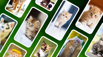 Kitten Wallpapers 4K ภาพหน้าจอ 1