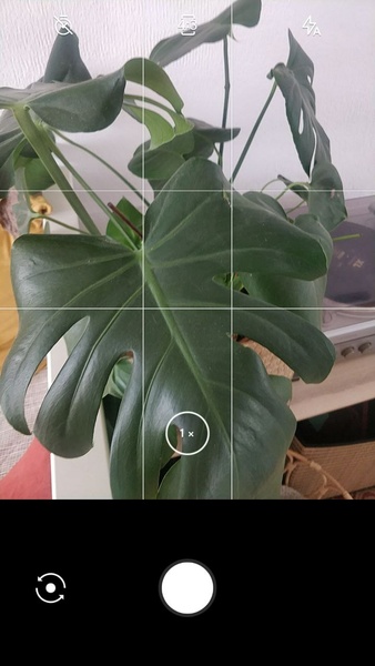 LeafSnap Ekran Görüntüsü 1