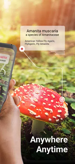 Picture Mushroom - Pilzführer Screenshot 2