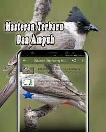 Suara Burung Kutilang Offline 스크린샷 2