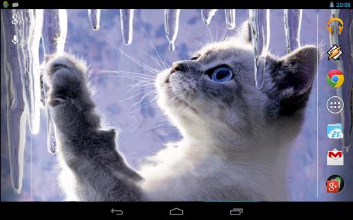 Interactive Kitten ภาพหน้าจอ 4