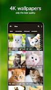 Kitten Wallpapers 4K ภาพหน้าจอ 2